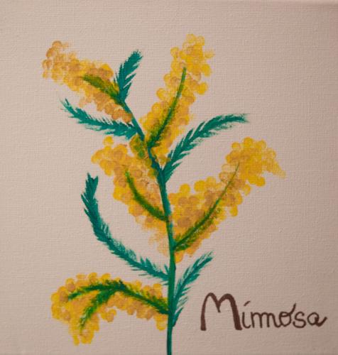 mimosa1